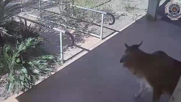 Avustralya'da polis karakoluna giren inek