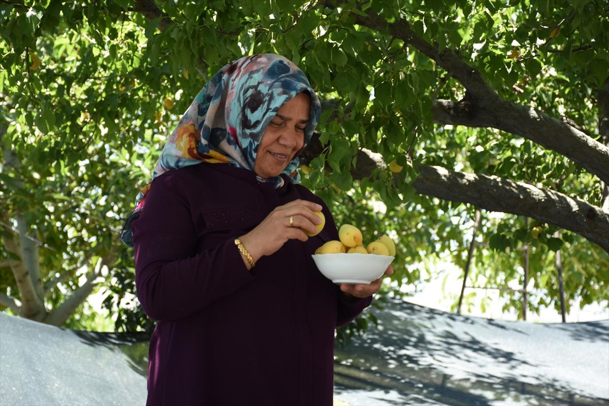 Şehit kızlarının diktiği fidanlarla ‘nefes’ alıyorlar