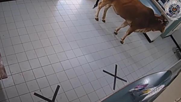 Avustralya'da polis karakoluna giren inek