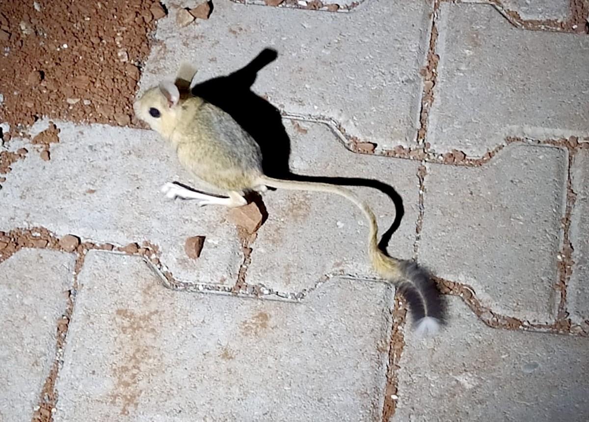 Adıyaman'da kanguru faresi görüldü