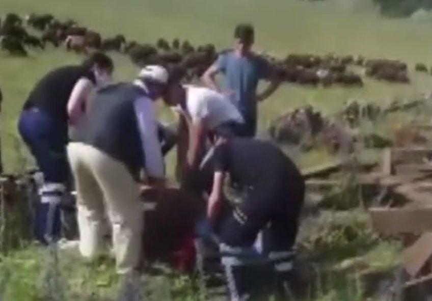 Kars'ta kurbanlık taşıyan tır devrildi