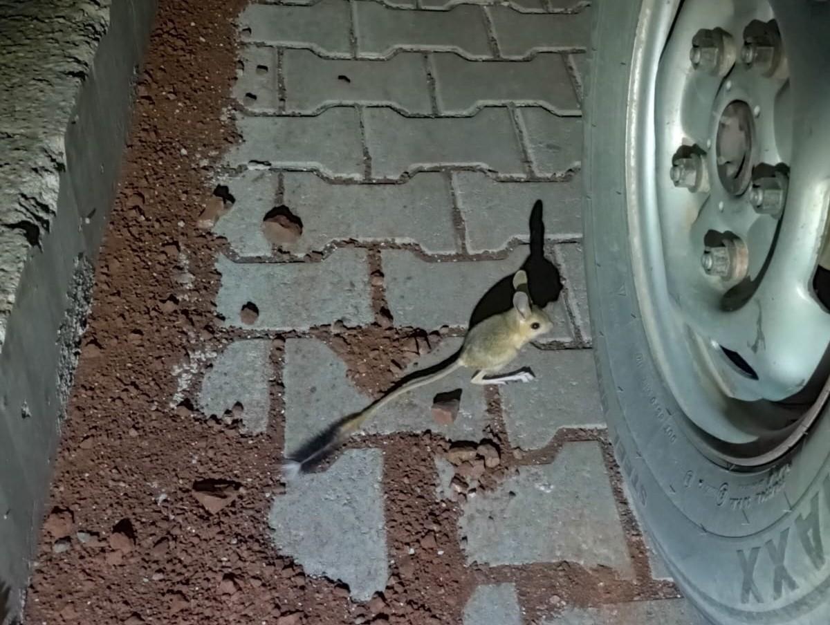 Adıyaman'da kanguru faresi görüldü