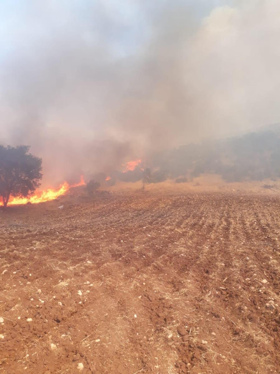 Mardin'de trafodan çıkan yangın 50 dönümü kül etti