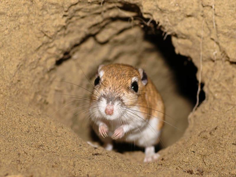 Kanguru faresi nedir