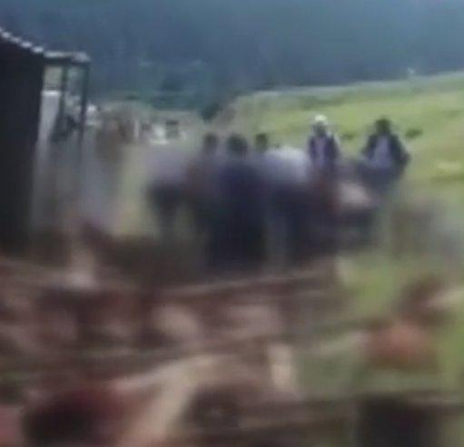 Kars'ta kurbanlık taşıyan tır devrildi