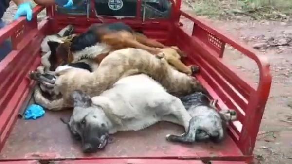 Bakımevi personelinin köpekleri diri diri gömdüğü iddiası