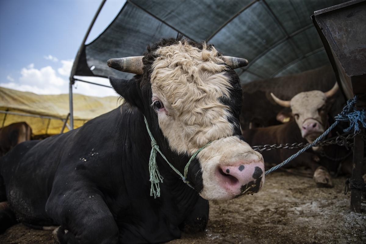 Kurbanlık hayvan seçerken dikkat etmeniz gerekenler