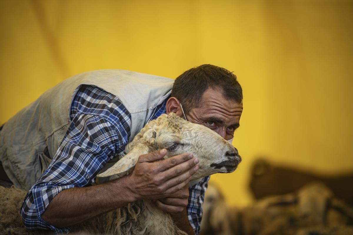 Kurbanlık hayvan seçerken dikkat etmeniz gerekenler