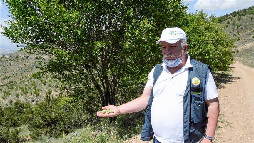Kırşehir'deki dağ meyveleri ekonomiye kazandırılıyor