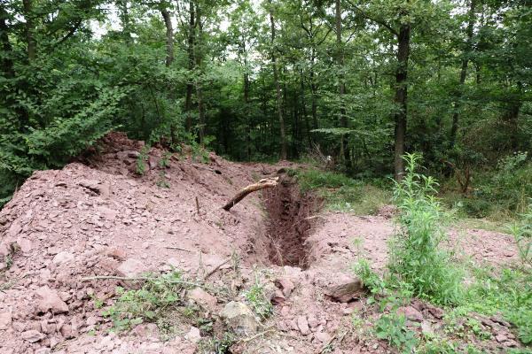 Bakımevi personelinin köpekleri diri diri gömdüğü iddiası