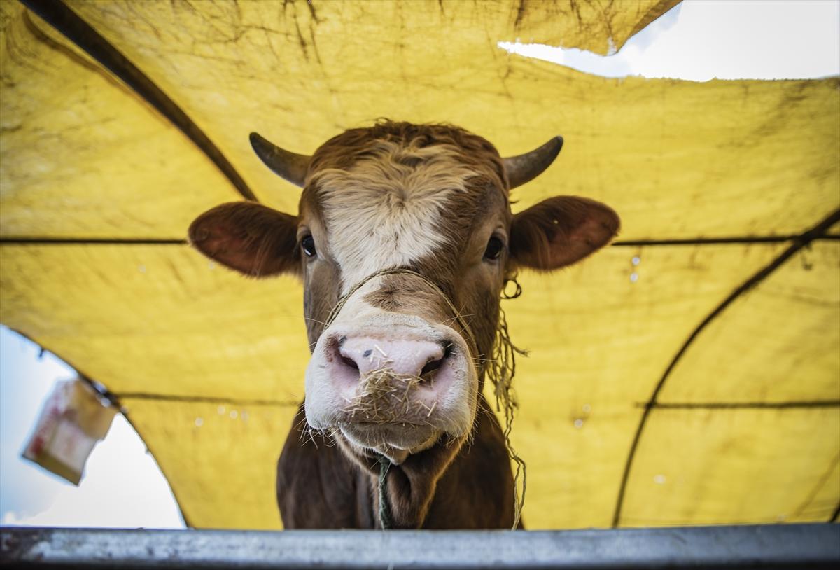 Kurbanlık hayvan seçerken dikkat etmeniz gerekenler