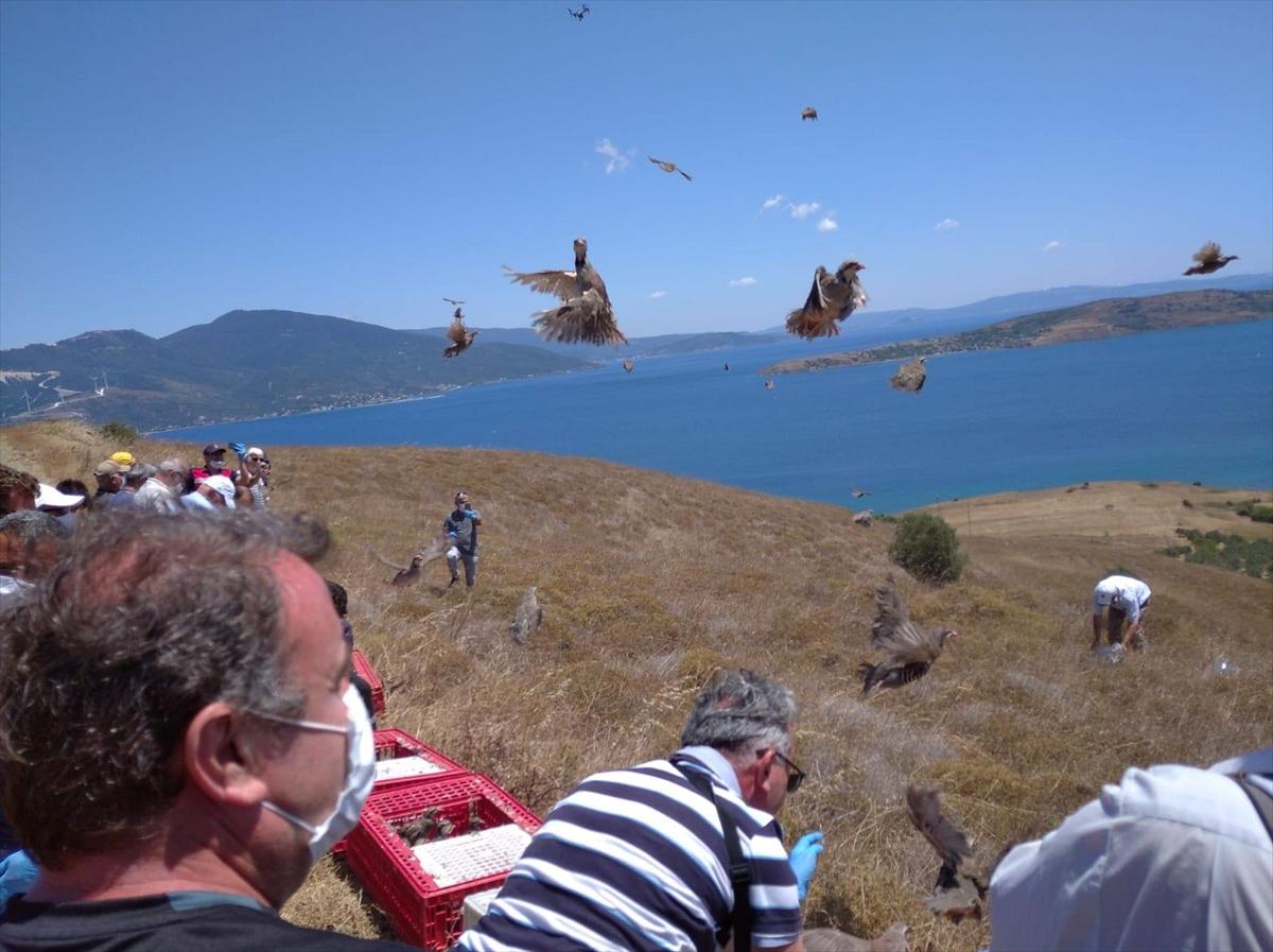 12 ilde 12 bin keklik doğaya bırakıldı