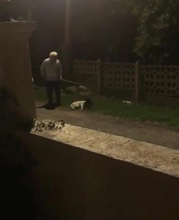 Ordu'da köpeğe şiddet uygulayan şahıs gözaltına alındı