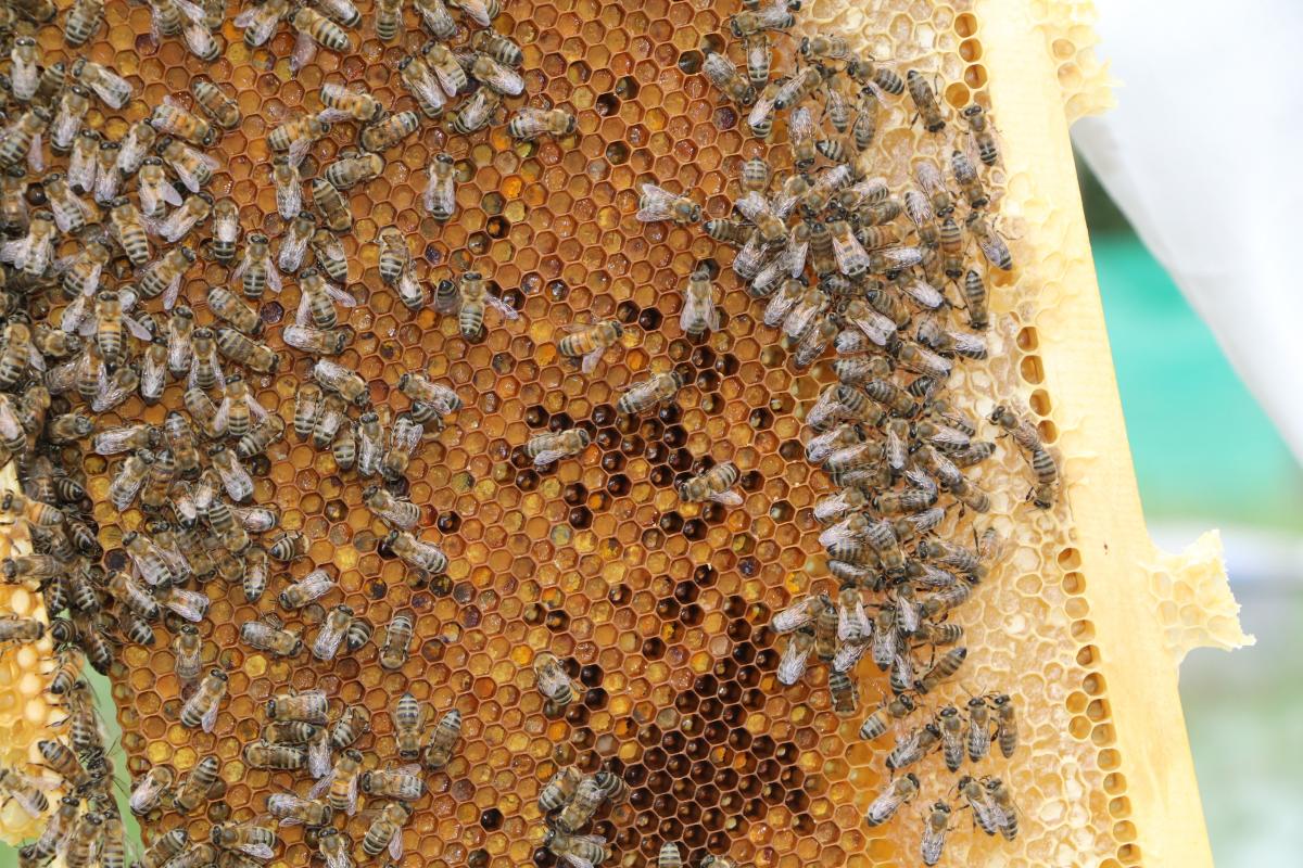 Anzer balı fiyatında bu yıl artış olmayacak