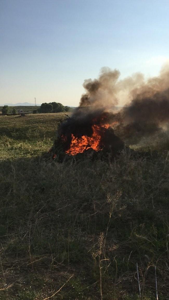 Kars’ta 34 bin 600 kök kenevir bitkisi ele geçirildi