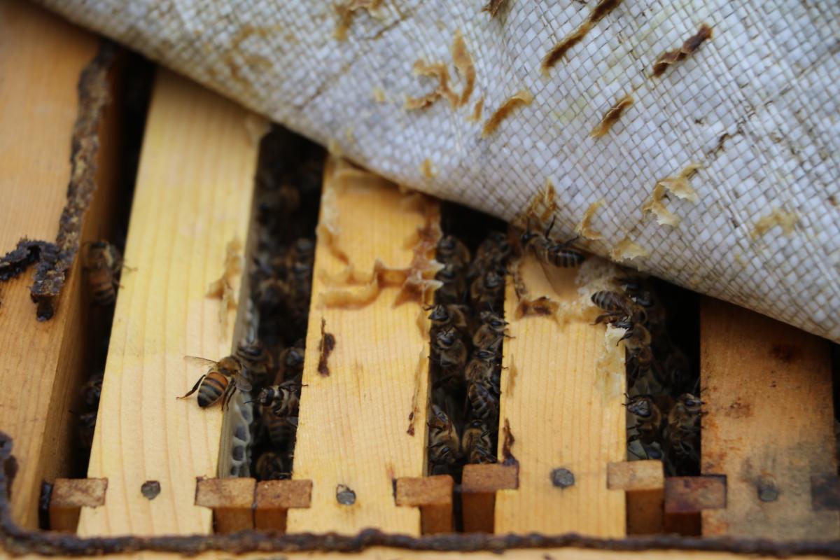 Anzer balı fiyatında bu yıl artış olmayacak