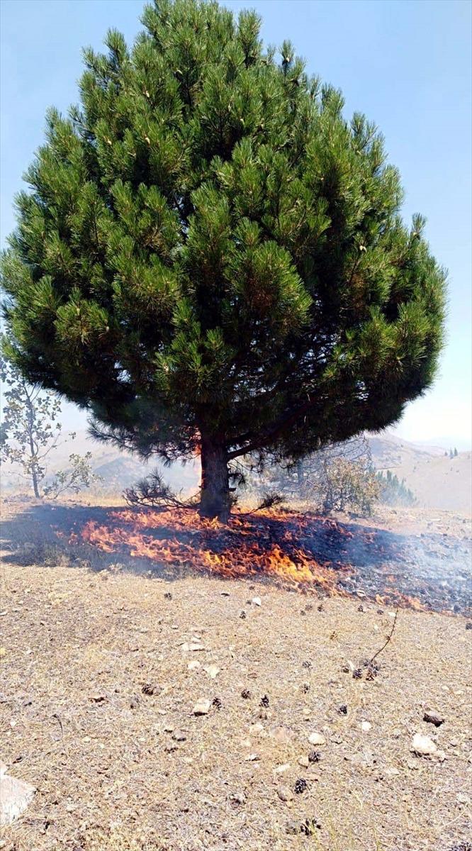 Elazığ'da ormanlık alanda yangın