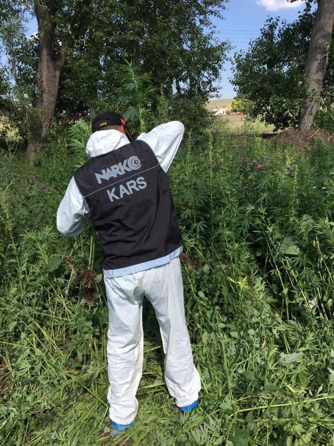 Kars’ta 34 bin 600 kök kenevir bitkisi ele geçirildi