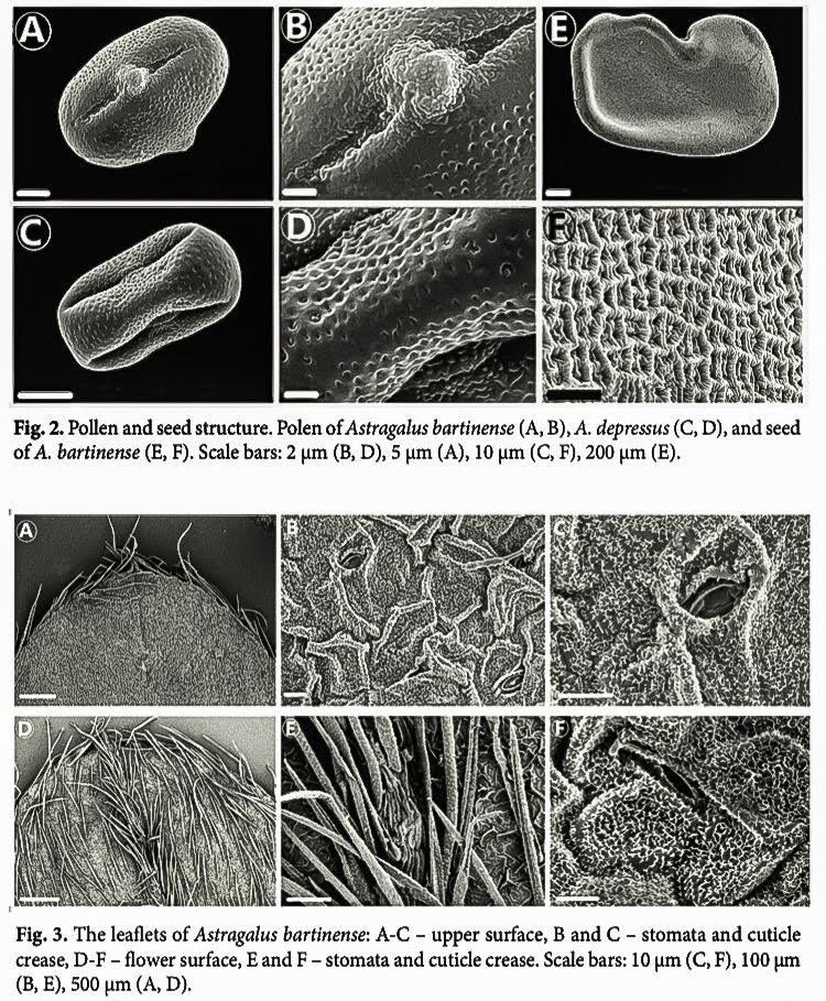 Dünyada sadece Bartın’da olan bitki türü keşfedildi