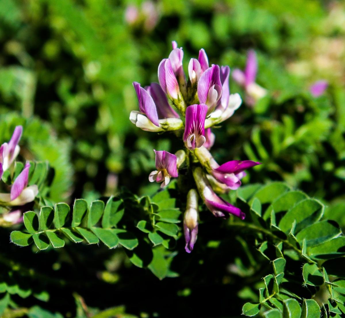 Dünyada sadece Bartın’da olan bitki türü keşfedildi