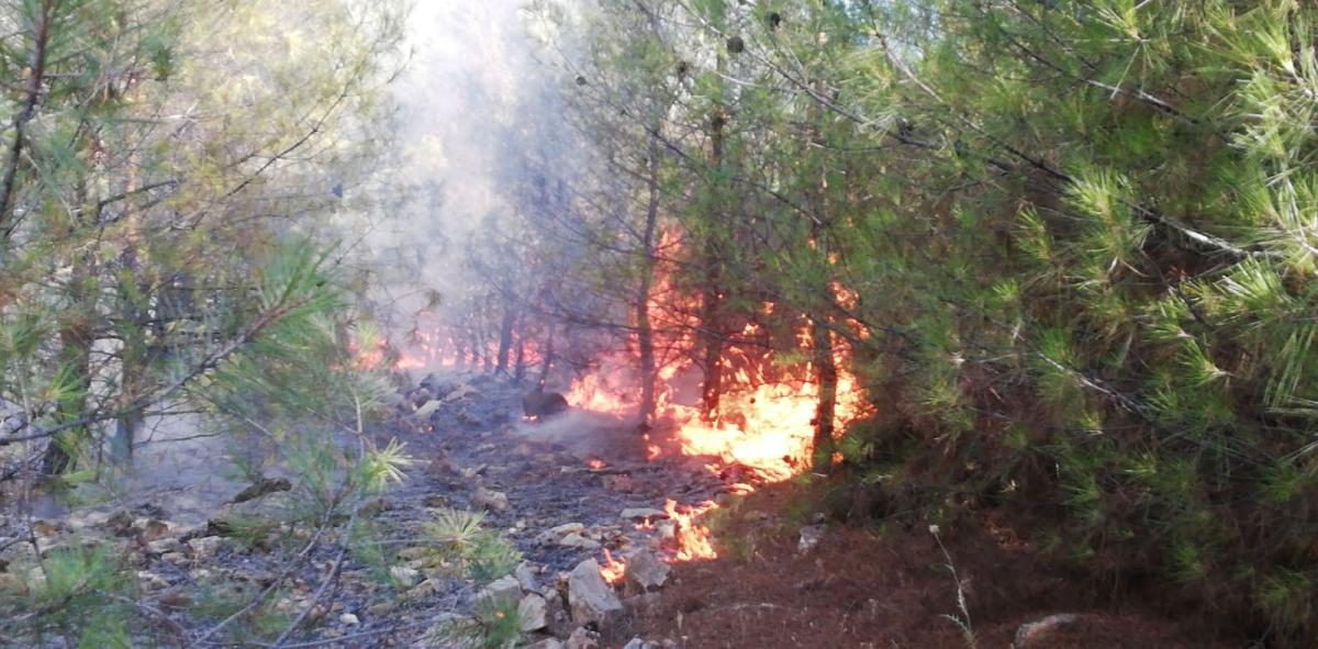 Şanlıurfa'da orman yangını