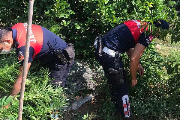 Mersin'de, limon bahçesinde Hint keneviri ele geçirildi