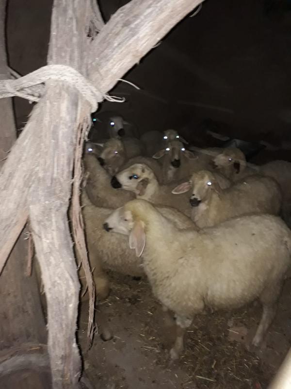 Konya'da 200 küçükbaş hırsızı iki şüpheli yakalandı