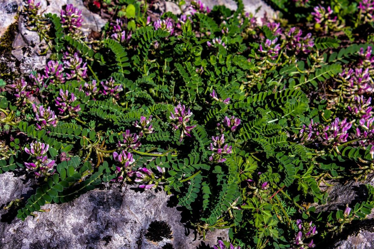 Dünyada sadece Bartın’da olan bitki türü keşfedildi
