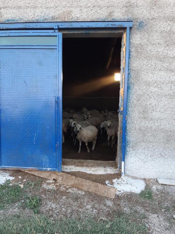 Konya'da 200 küçükbaş hırsızı iki şüpheli yakalandı