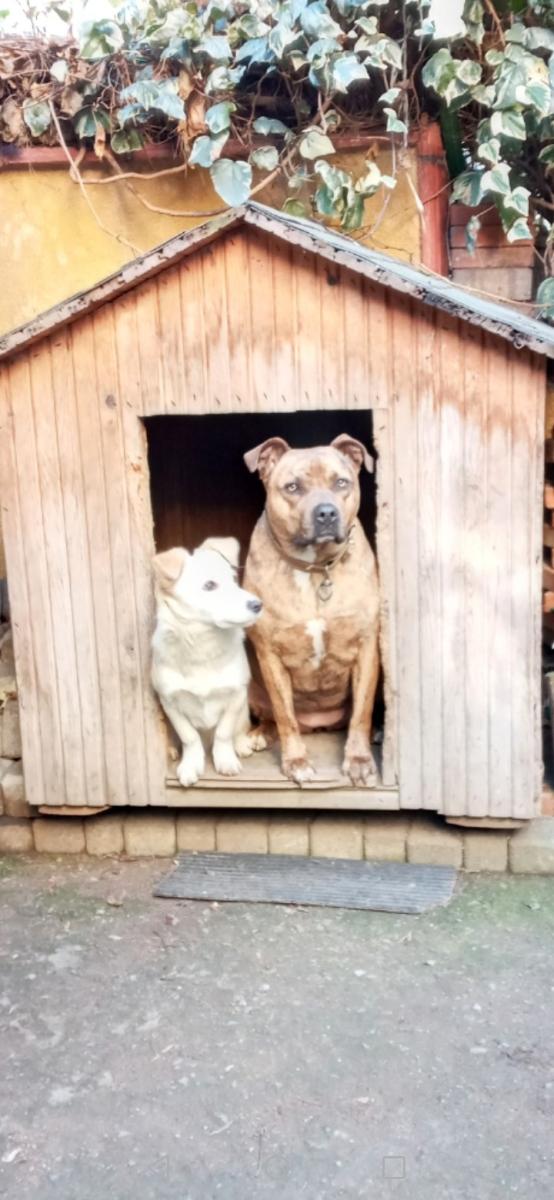 Maltepe’de iki köpeği güpegündüz çaldı