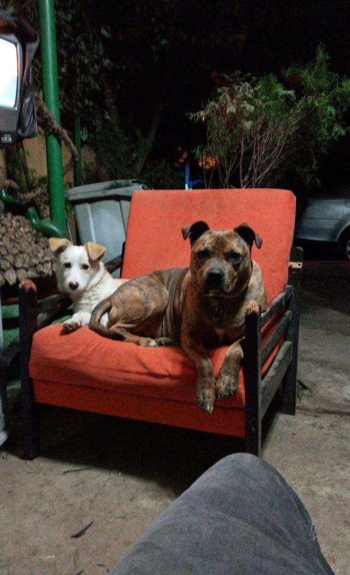 Maltepe’de iki köpeği güpegündüz çaldı