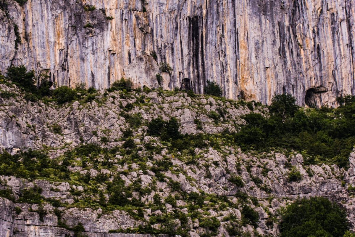 Dünyada sadece Bartın’da olan bitki türü keşfedildi