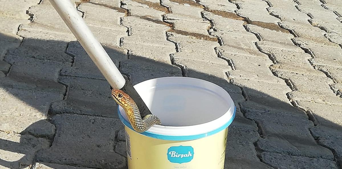 Kocaeli'nde tandıra giren yılan yakalandı