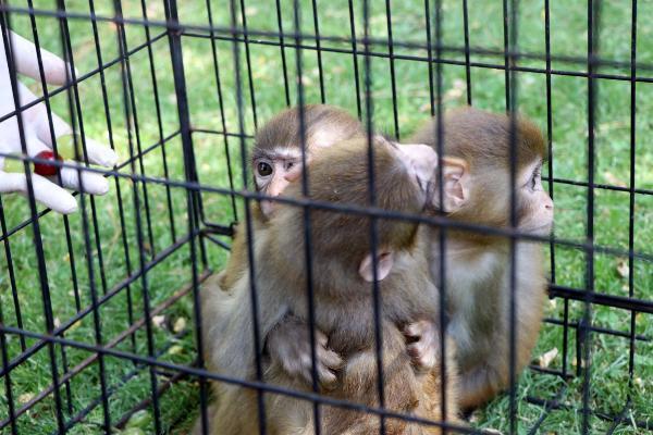 Gaziantep'te, kardeşlerinden ayrılamayan maymun