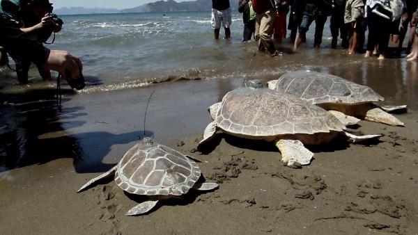Muğla'da caretta caretta 6 bin kilometre yol yaptı