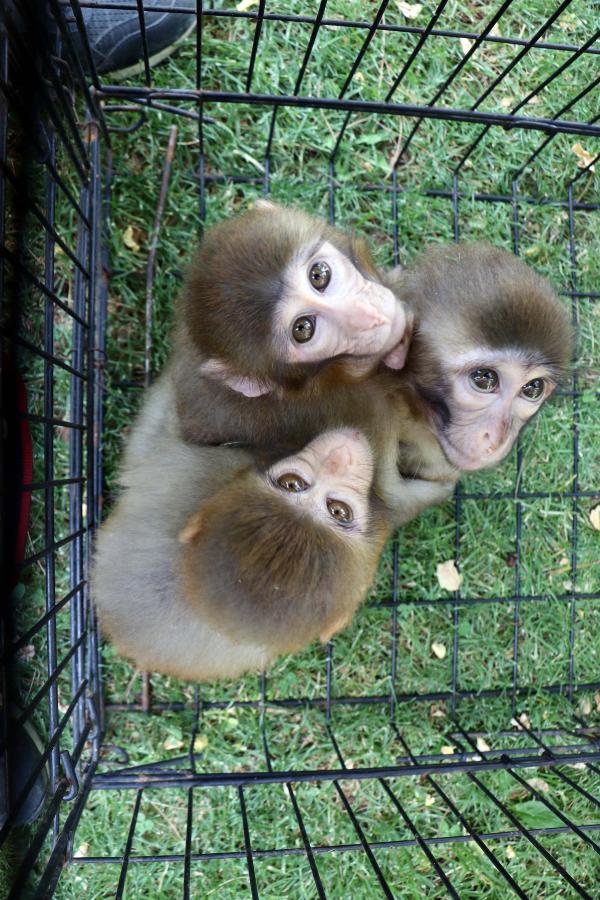Gaziantep'te, kardeşlerinden ayrılamayan maymun