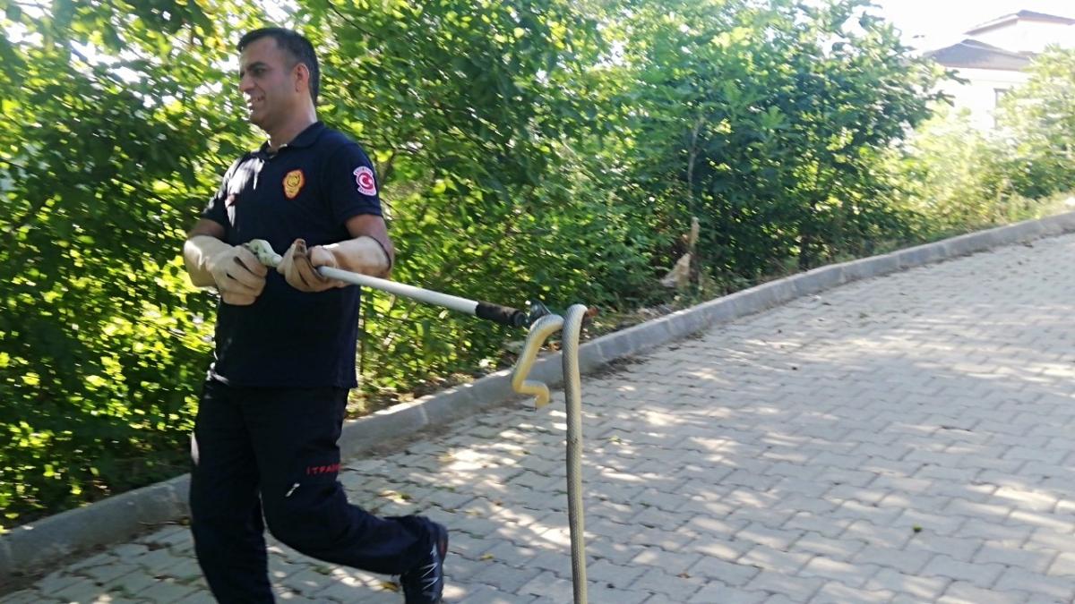Kocaeli'nde tandıra giren yılan yakalandı