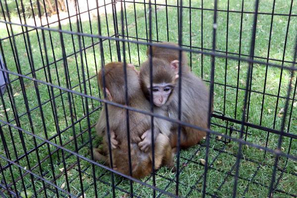 Gaziantep'te, kardeşlerinden ayrılamayan maymun