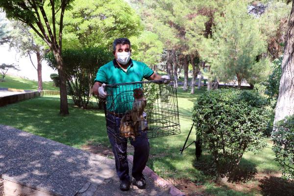 Gaziantep'te, kardeşlerinden ayrılamayan maymun