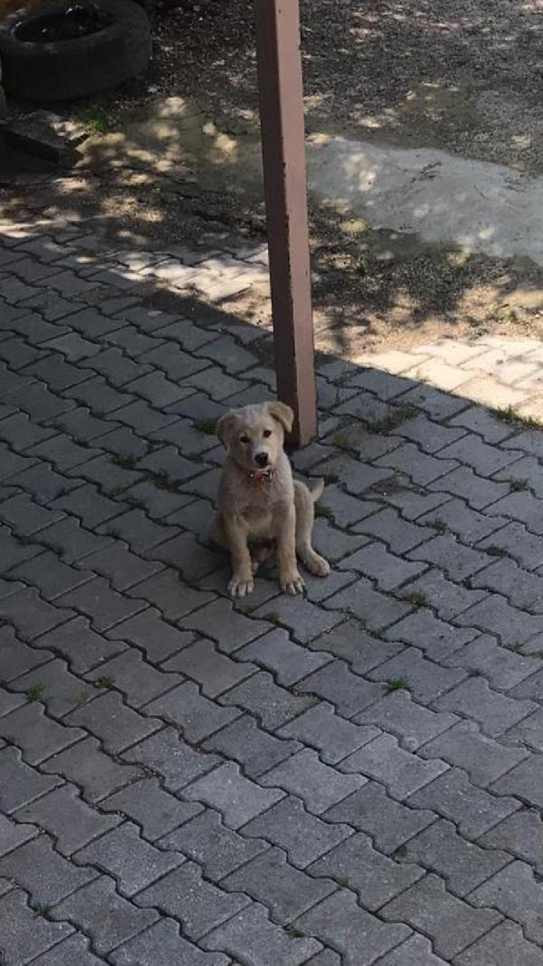 Hatay'da bıçakladığı köpeği, serbest kalınca öldürdü