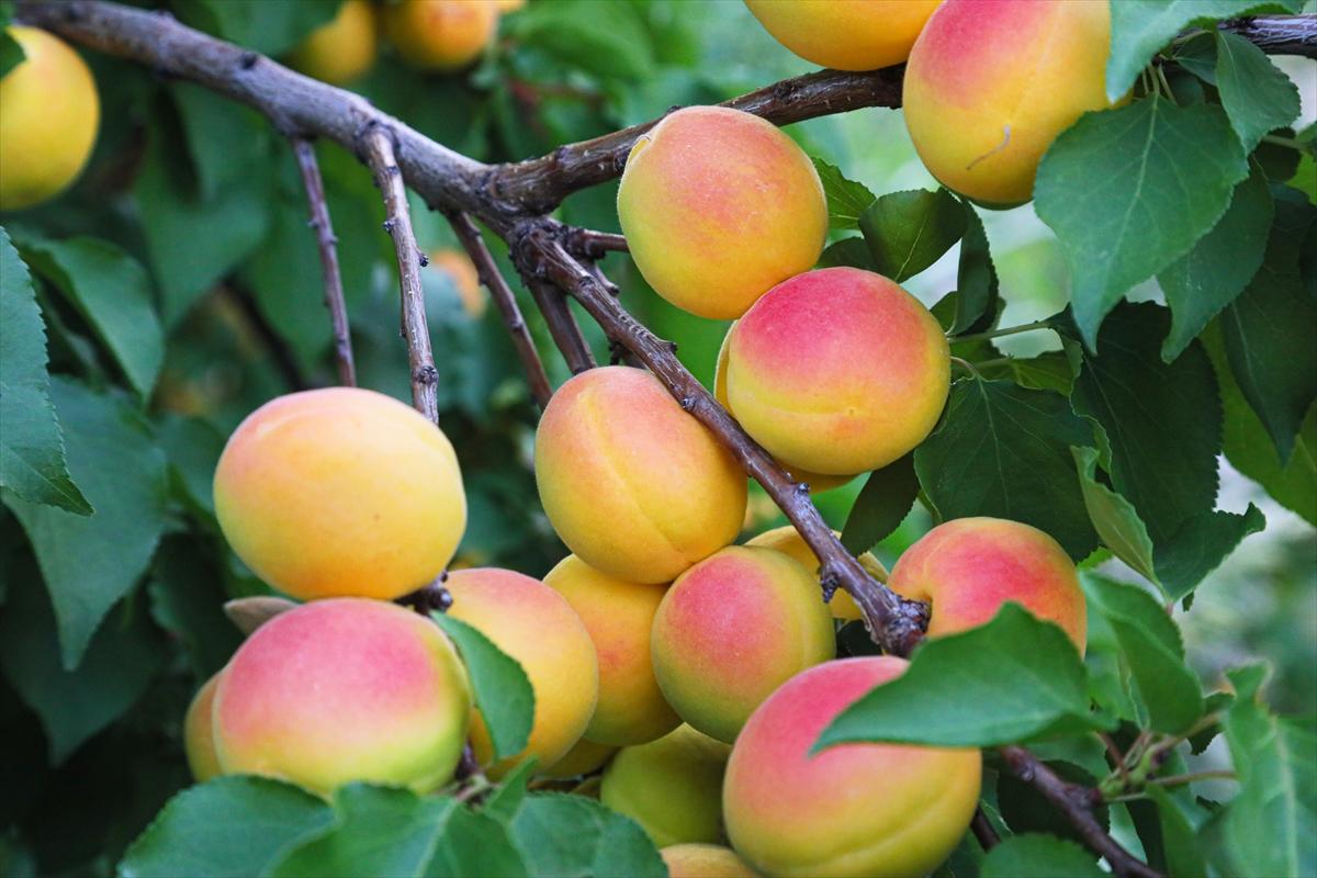 Malatya’da kayısı hasadı sürüyor
