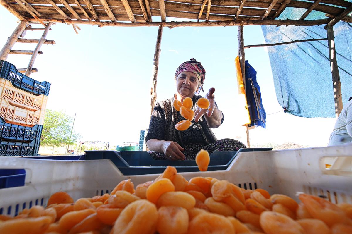 Malatya’da kayısı hasadı sürüyor