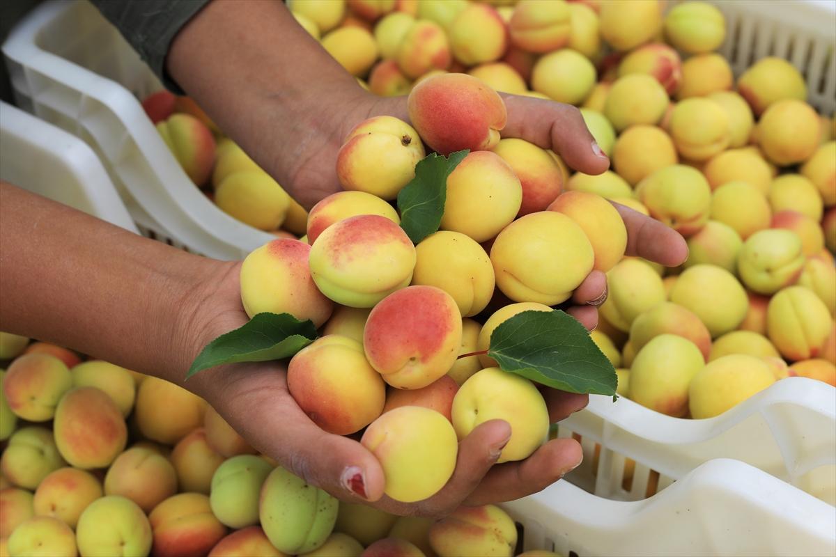 Malatya’da kayısı hasadı sürüyor