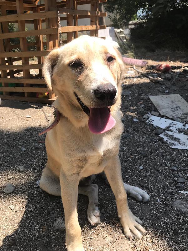 Hatay'da bıçakladığı köpeği, serbest kalınca öldürdü