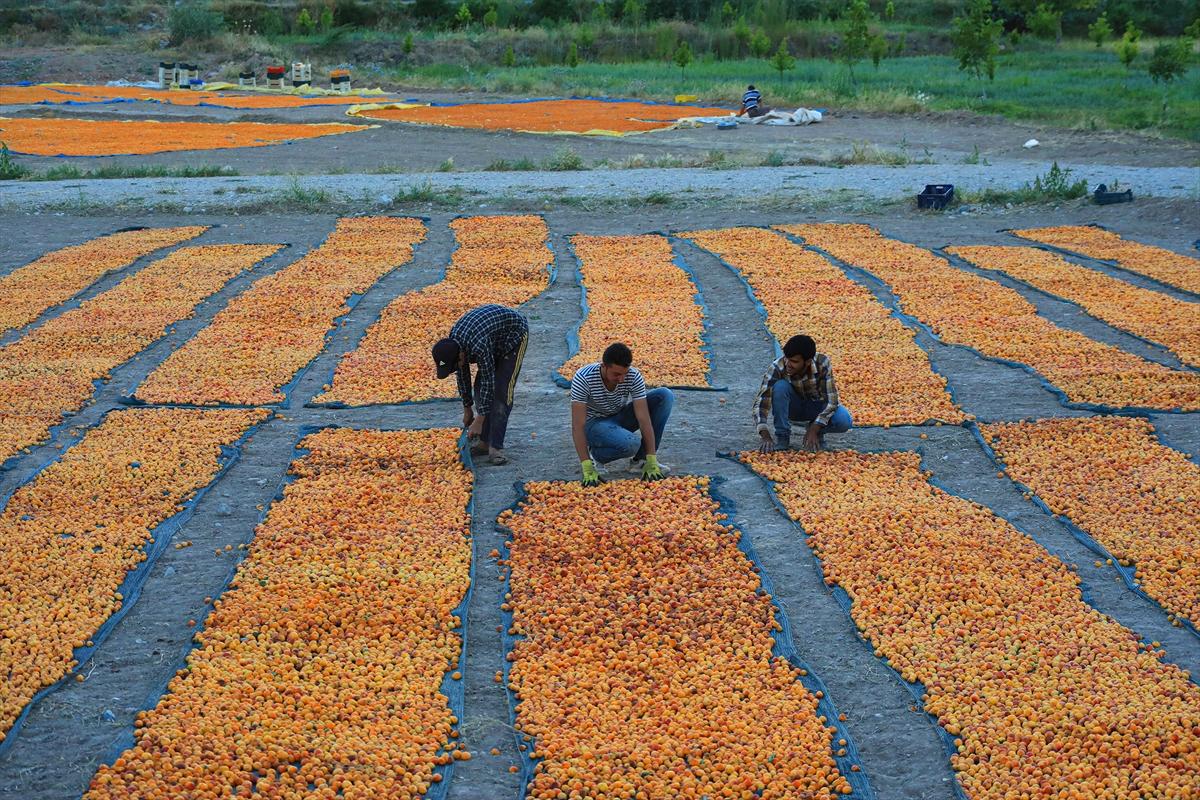 Malatya’da kayısı hasadı sürüyor