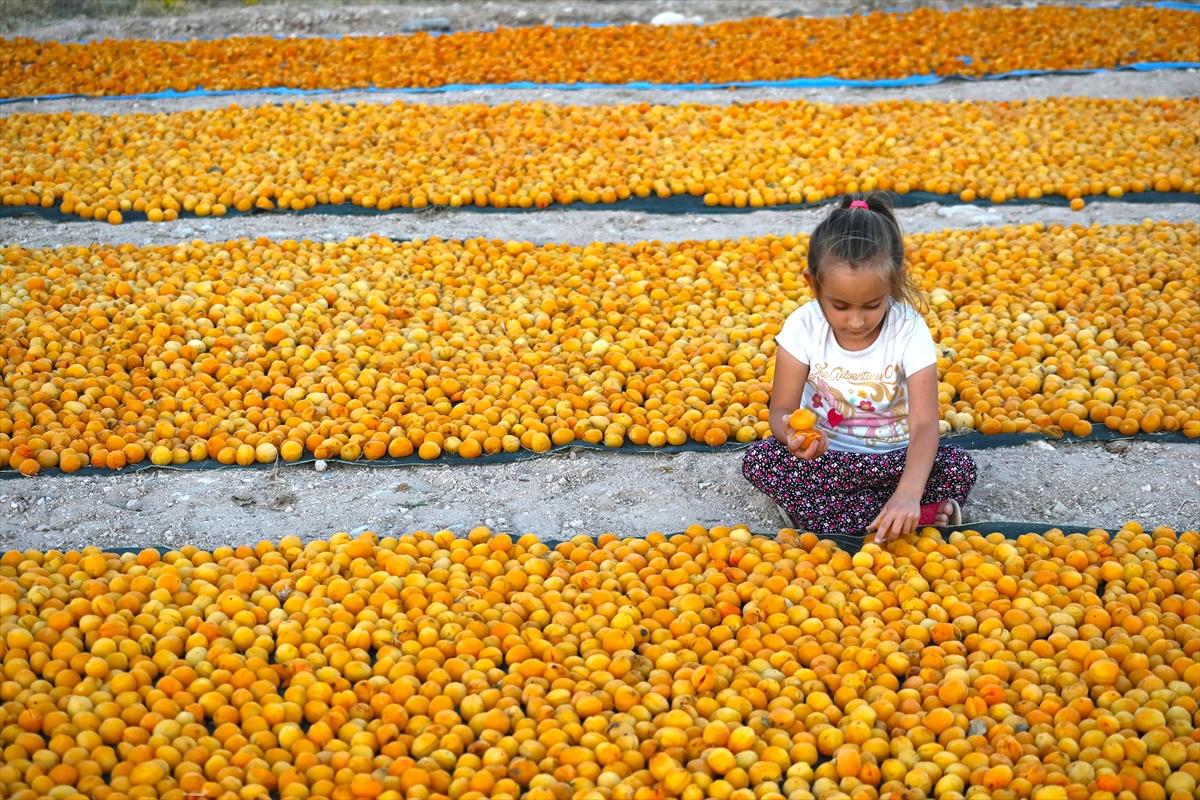 Malatya’da kayısı hasadı sürüyor