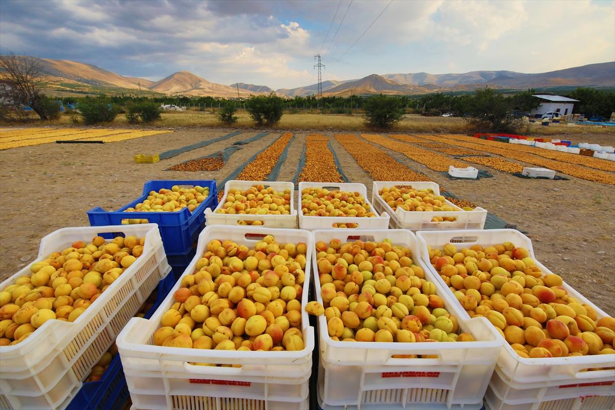 Malatya’da kayısı hasadı sürüyor