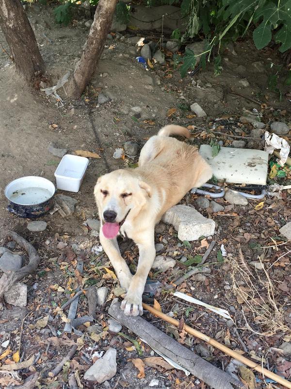 Hatay'da bıçakladığı köpeği, serbest kalınca öldürdü