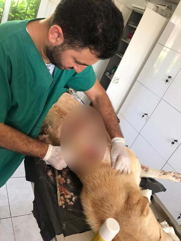 Hatay'da bıçakladığı köpeği, serbest kalınca öldürdü