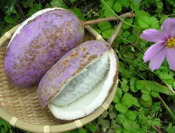 Çikolata sarmaşığı nedir